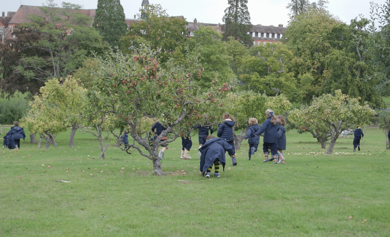 Pre-prep students running in the apple orchard collecting apples