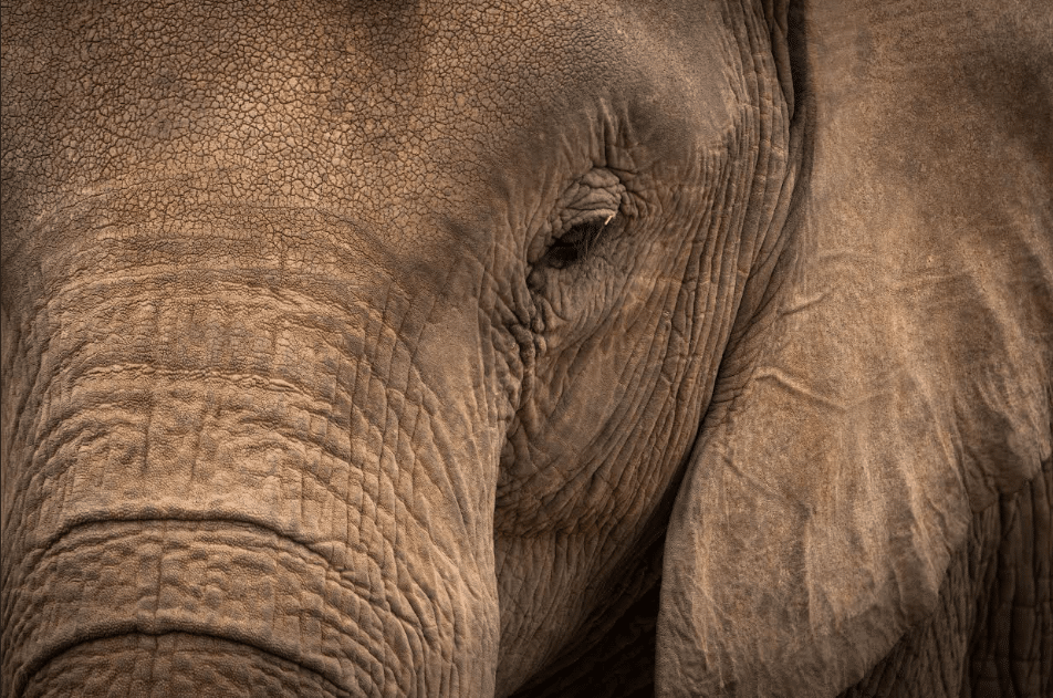 Biology wildlife photo of the year 2026